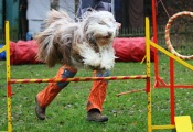 Duffy agility Šumperk Foto: Miacis